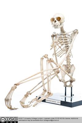 ;